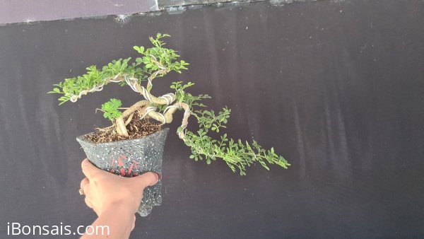 E còn khoảng 100 cây cần thăng mini
