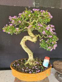 Linh sam siêu hoa rin lắc thân nuôi chậu