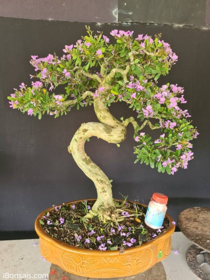 Linh sam siêu hoa rin lắc thân nuôi chậu