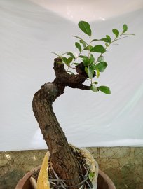 Giao lưu cây cẩm thị sóng khỏe mạnh giá ,250k, slh 0932037789