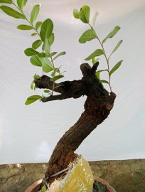 Giao lưu cây cẩm thị sóng khỏe mạnh giá ,250k, slh 0932037789