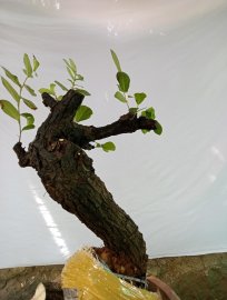 Giao lưu cây cẩm thị sóng khỏe mạnh giá ,250k, slh 0932037789