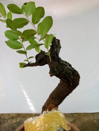 Giao lưu cây cẩm thị sóng khỏe mạnh giá ,250k, slh 0932037789