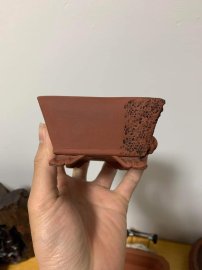 Chậu Rồng Kakuza bán 2500k