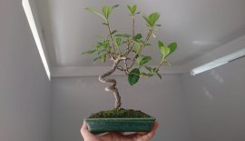 Em là Bạch Thiên Hương....