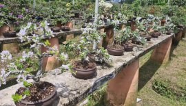 Linh sam trắng phớt hồng mini rất đẹp