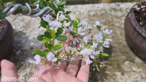 Linh sam trắng phớt hồng mini rất đẹp