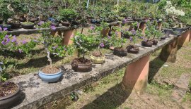 Linh sam siêu hoa mini