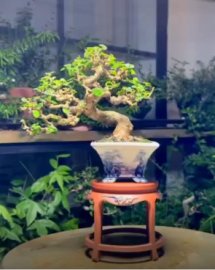 Sam Hương Trên Chậu Tiezan và Đôn Duy Anh Ceramics