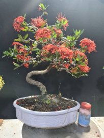 Mẫu đơn đỏ lắc thân rin gluu cả nhà