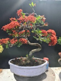 Mẫu đơn đỏ lắc thân rin gluu cả nhà