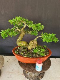 Linh sam siêu hoa lắc quái giao lưu cả nhà