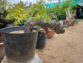 Giao lưu cây cẩm thị đổ đẹp sóng khỏe mạnh