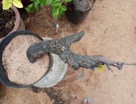 Giao lưu cây cẩm thị đổ đẹp sóng khỏe mạnh