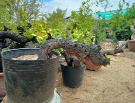 Giao lưu cây cẩm thị đổ đẹp sóng khỏe mạnh