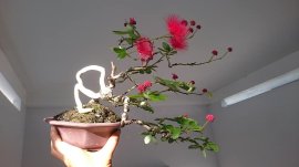 Điệp Lào lại rộ hoa...