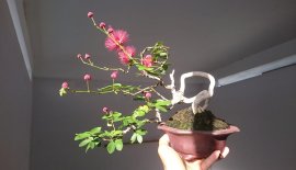Điệp Lào lại rộ hoa...