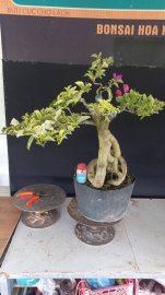 E chỉ còn 2 cây giấy 2 màu là hết hàng