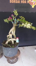 E chỉ còn 2 cây giấy 2 màu là hết hàng