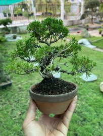 Tùng Nhật dòng Itoigawa in VN