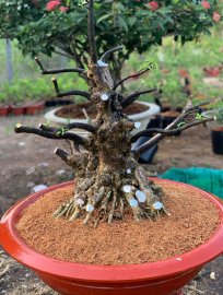 Mai chiếu thủy lá lớn chia sẻ ae