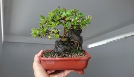 Trà Phúc Kiến ( Bùm Sụm) ký đá.... 