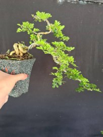 Lô 5 cây cần thăng mini