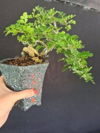 Lô 5 cây cần thăng mini