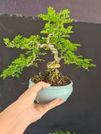 Lô 5 cây cần thăng mini