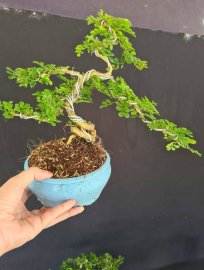 Lô 5 cây cần thăng mini