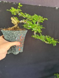 Lô 5 cây cần thăng mini