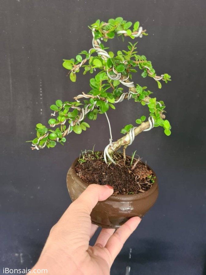 Giao lưu 2 cây sam núi trái, 400k bao ship