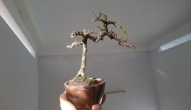 Sam Trái nhỏ mà già...