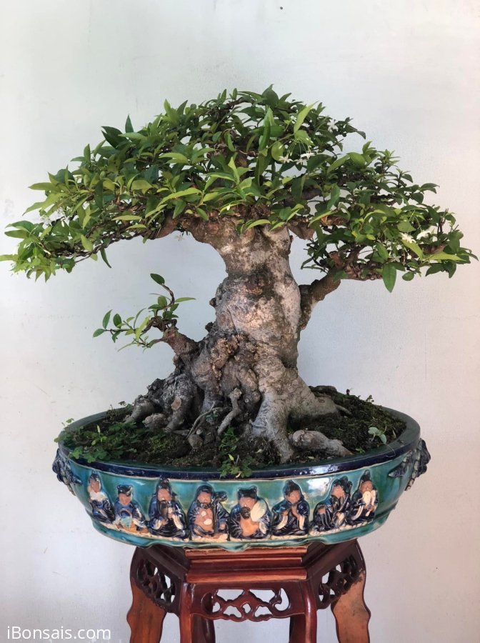 MAI CHIẾU THUỶ NU DA ĐEN