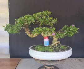 Linh sam siêu hoa rin tàn bay nuôi chậu