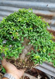 Chờ đại gia