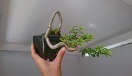 Em mai lá trung mini đổ treo...