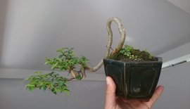 Em mai lá trung mini đổ treo...