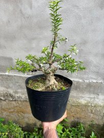Mai chiếu thủy lá trung giá vừa đủ để chơi