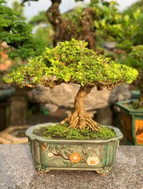 Nguyệt quế mini