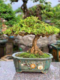 Nguyệt quế mini