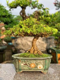 Nguyệt quế mini