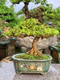 Nguyệt quế mini