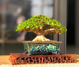 Sam hương mini thành phẩm