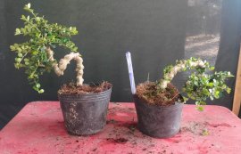 Gl ae sam núi trái, lô 2 cây 380k bao sip