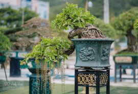Lộc vừng mùa hoa