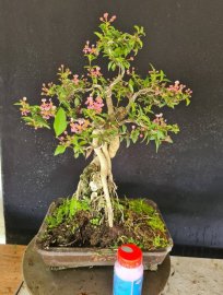 Hồng ngọc mai ôm đá đang hoa trái