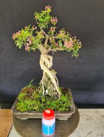Hồng ngọc mai ôm đá đang hoa trái