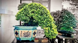 Tác phẩm trang vàng đầy hoa