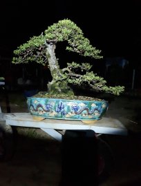 Hải sơn tùng